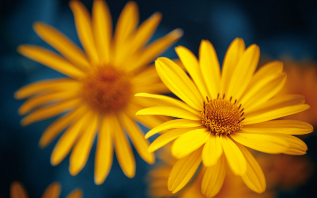 Yellow flower blurry background macro #2 free wallpaper - medium preview image