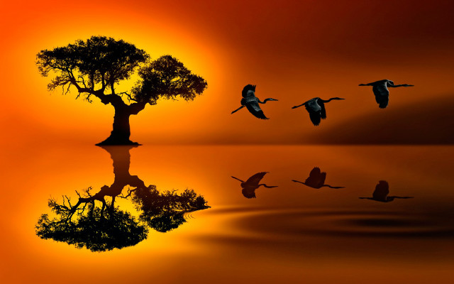 Birds flying lake sunset tree free wallpaper - medium preview image
