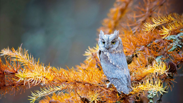 Owl branch autumn fire embers free wallpaper - medium preview image