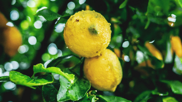 Lemons on branch sun water free wallpaper - medium preview image