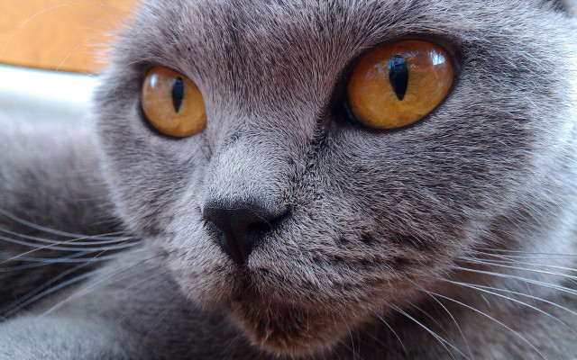 Gray cat yellow eyes serious #5 free wallpaper - medium preview image