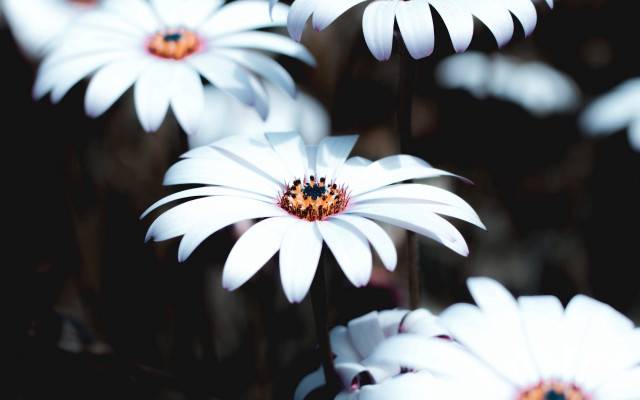 White flower ladybug macro nature free wallpaper - medium preview image