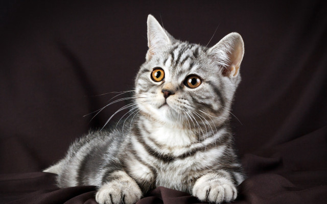 Surprised cat white black background free wallpaper - medium preview image
