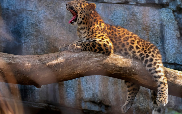 Leopard yawning branch camouflage wildlife free wallpaper - medium preview image
