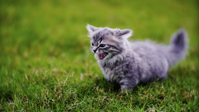 Kitten yawning grass surreal tiltshift free wallpaper - medium preview image