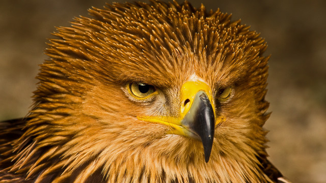 Bird prey yellow beak black #4 free wallpaper - medium preview image