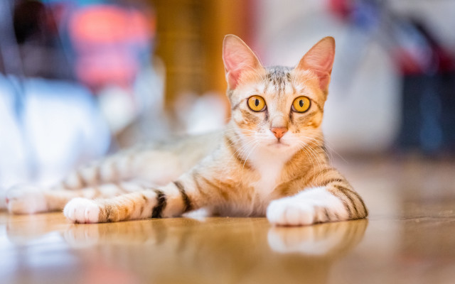 Cat floor blurry background symmetrical free wallpaper - medium preview image