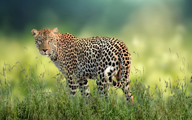 Leopard grassy field wildlife photography free wallpaper - medium preview image