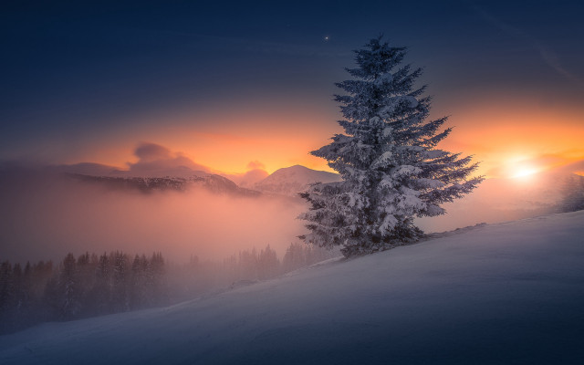 Lone tree sunset foggy hill free wallpaper - medium preview image