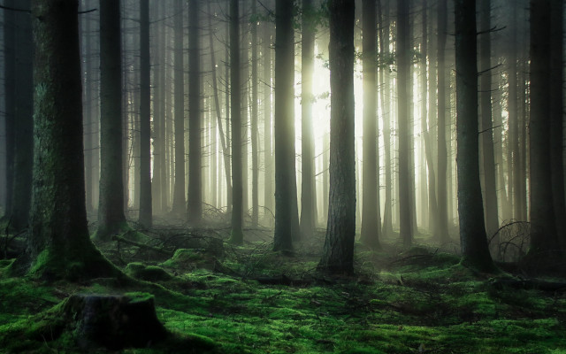 Bamboo forest light rays sunbeam free wallpaper - medium preview image