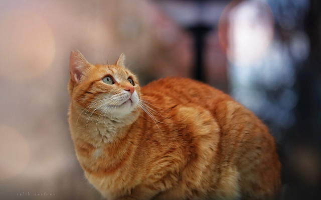 Cat shiba inu blurry background free wallpaper - medium preview image