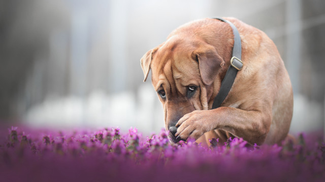Dog sniffing purple flower foggy free wallpaper - medium preview image