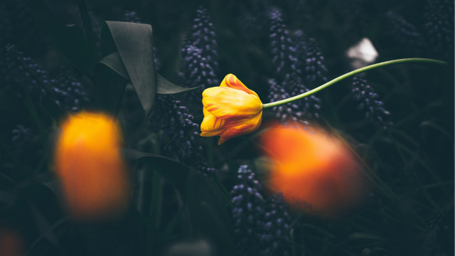 Yellow flower purple background impressionist free wallpaper - medium preview image