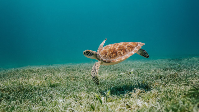 Turtle ocean grass back ecological free wallpaper - medium preview image