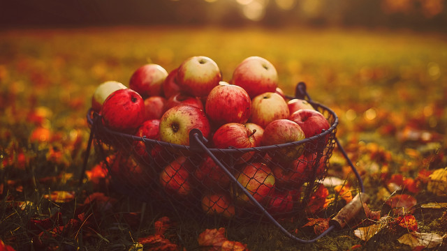 Autumn apples grass leaves sunset #2 free wallpaper - medium preview image