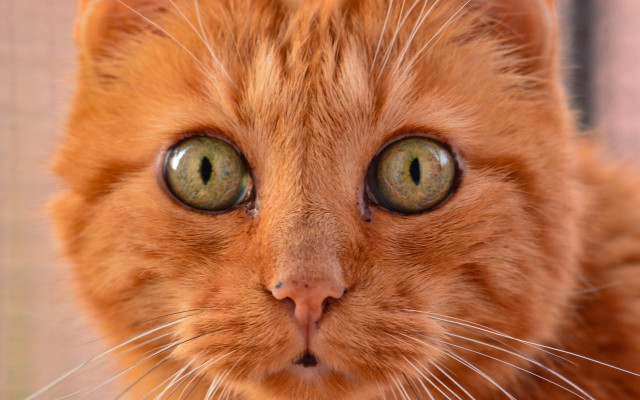 Cat green eyes macro symmetrical free wallpaper - medium preview image
