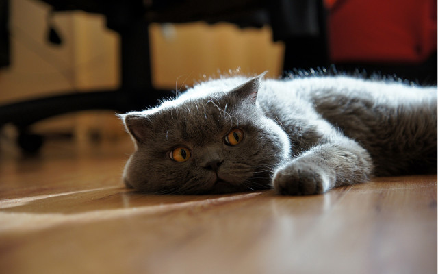 Gray cat sad look yellow free wallpaper - medium preview image