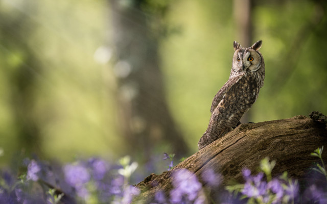 Owl log purple flower bokeh free wallpaper - medium preview image
