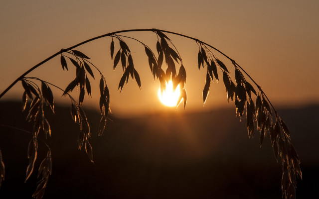 Sunset plant sun distant leaves free wallpaper - medium preview image