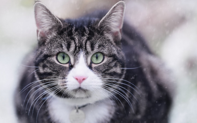 Black cat green eyes snow #2 free wallpaper - medium preview image