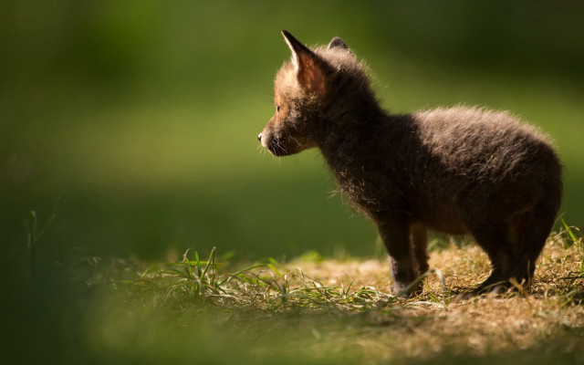Small brown animal grass field free wallpaper - medium preview image