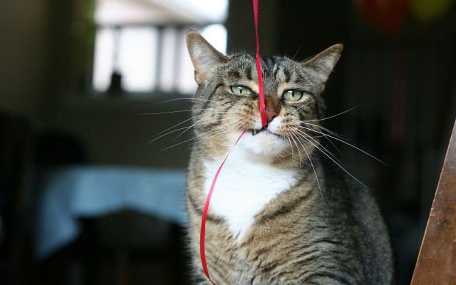 Curious cat red string toy free wallpaper - medium preview image