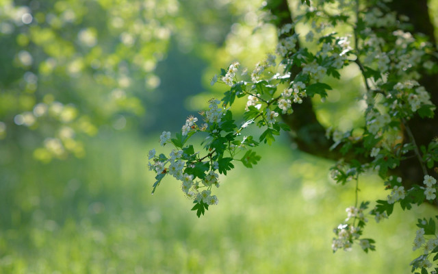 Tree branch white flowers bokeh free wallpaper - medium preview image