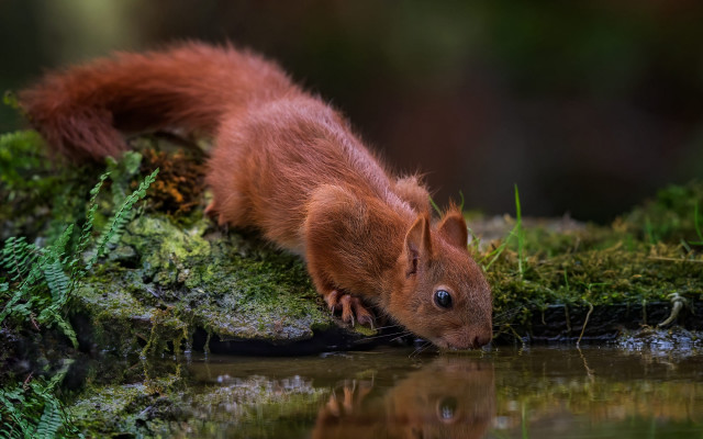 Squirrel drinking pond woods moss free wallpaper - medium preview image