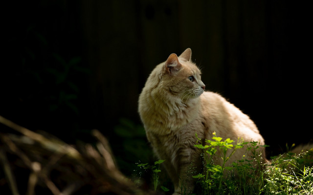 Cat grass distant look dark free wallpaper - medium preview image