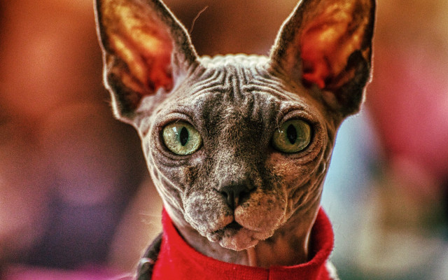 Sphy cat red collar green free wallpaper - medium preview image