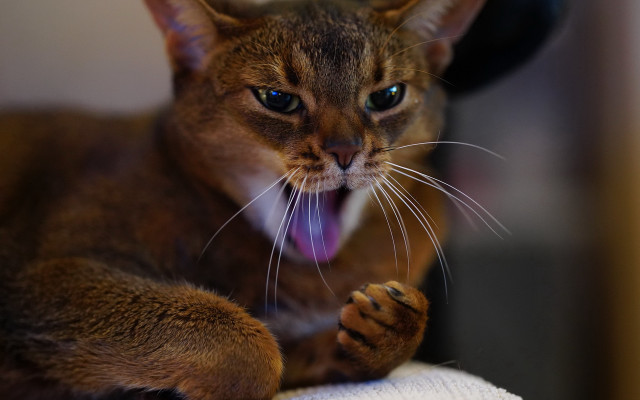 Cat tongue out sharp claws free wallpaper - medium preview image