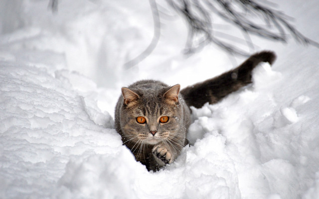 Cat walking snow woods glowing free wallpaper - medium preview image