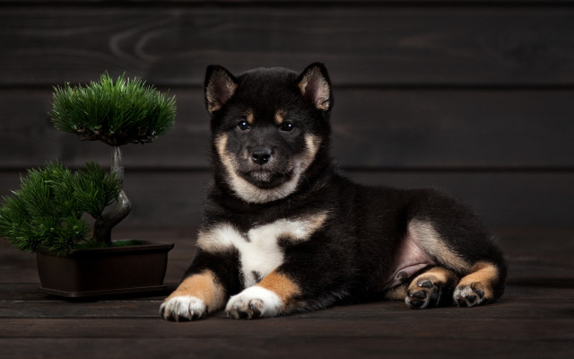 Dog tree woodenfloor pottedplant cactus free wallpaper - medium preview image