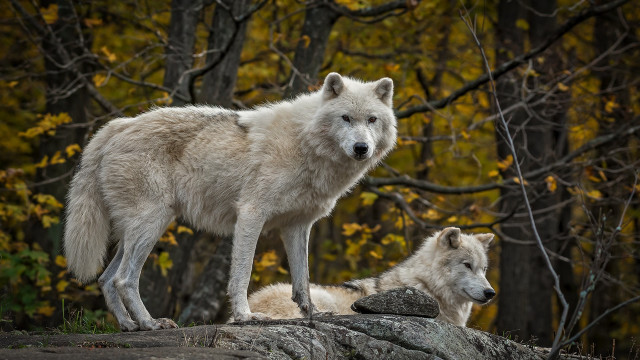White wolves rock forest autumn free wallpaper - medium preview image