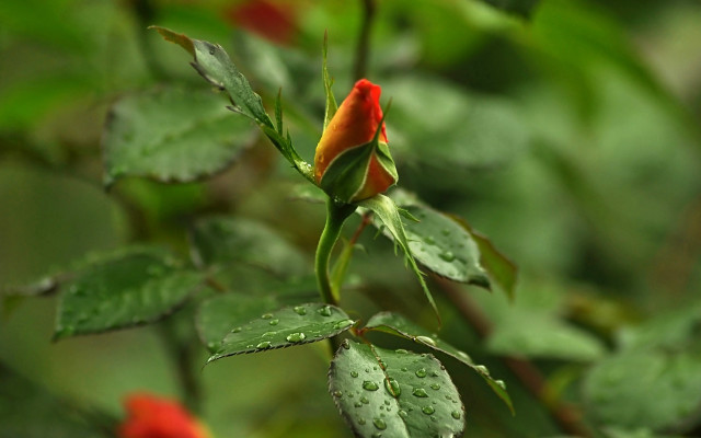 Red flower water droplets macro #14 free wallpaper - medium preview image