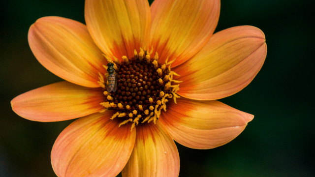 Yellow flower bug green background free wallpaper - medium preview image
