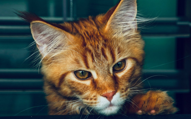 Furry cat orange carlos animal free wallpaper - medium preview image