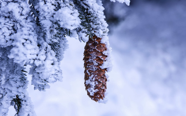 Pine cone snow ice branches free wallpaper - medium preview image