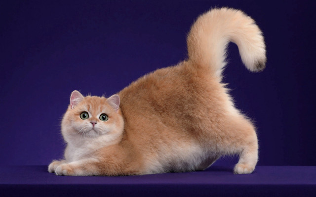 Cat longtail purple surface purple free wallpaper - medium preview image