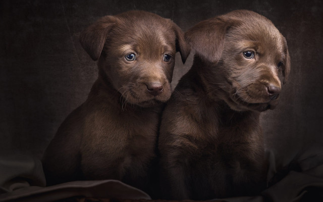 Two brown puppies blanket black free wallpaper - medium preview image