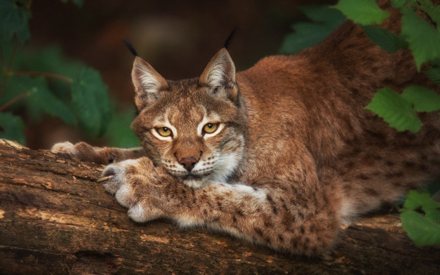 Cat branch paws camera animal free wallpaper - medium preview image