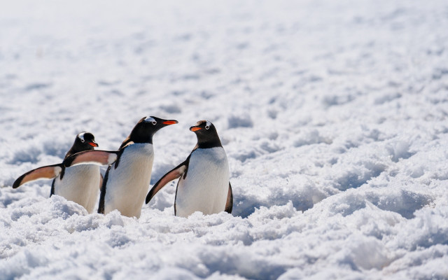 Penguins snow primivitism wildlife bird free wallpaper - medium preview image