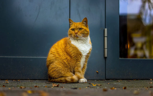 Cat blurry outdoor photorealistic door free wallpaper - medium preview image