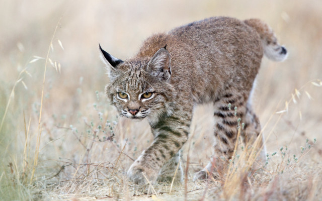 Small cat walking tall grass free wallpaper - medium preview image