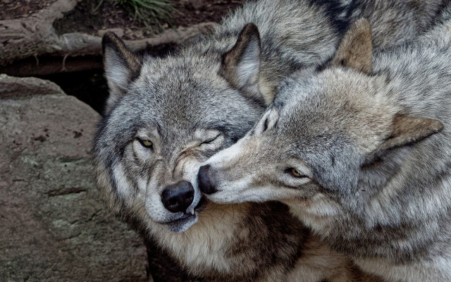 Gray wolves head rubbing furry free wallpaper - medium preview image