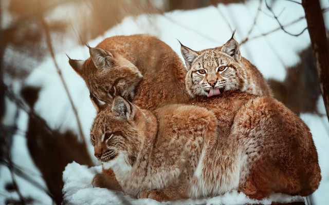 Lynx group snow woods open free wallpaper - medium preview image