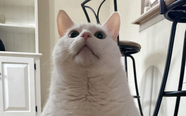 White cat chair surprised eyes free wallpaper - medium preview image