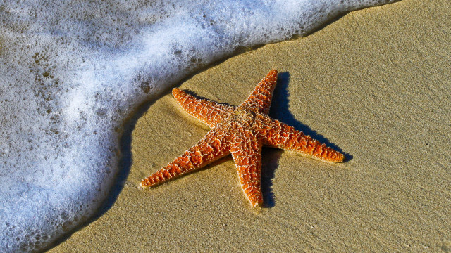 Starfish sand water foamy waves free wallpaper - medium preview image