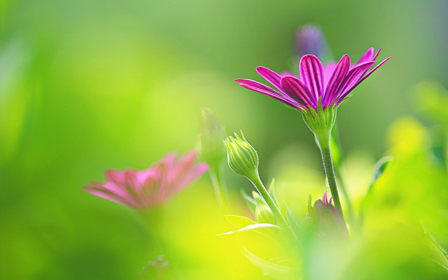 Pink flower green field background free wallpaper - medium preview image