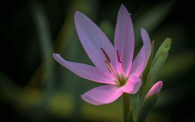 Pink flower green stem blurry #7 free wallpaper - medium preview image